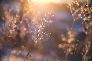 怎么制作苔藓微景观