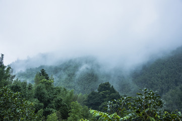 怎么制作苔藓微景观
